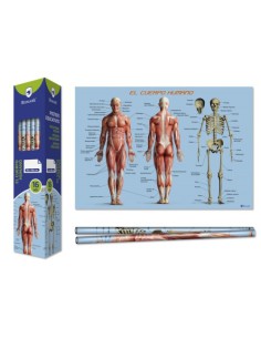 Bismark Poster Cuerpo Humano 70 x 100 cm