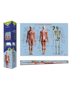 Bismark Poster Cuerpo Humano 70 x 100 cm